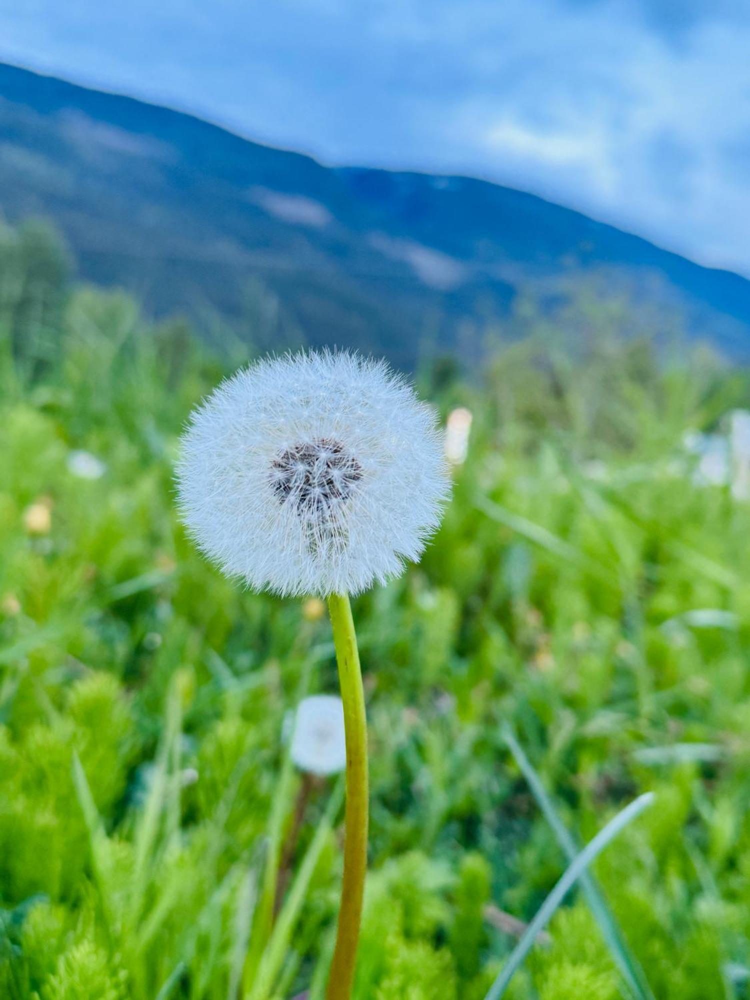 Avola Mountain Lodge エクステリア 写真